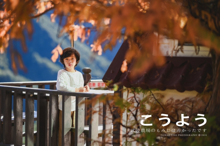 【NIKON Z6】楓之武陵（同場加映Z50/F1.8S日常隨拍）