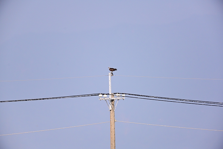 (補充:蒼鷺更霸)大鵬灣魚鷹抓魚受到洋燕及八哥干擾，尤其是八哥，真是白目一族。