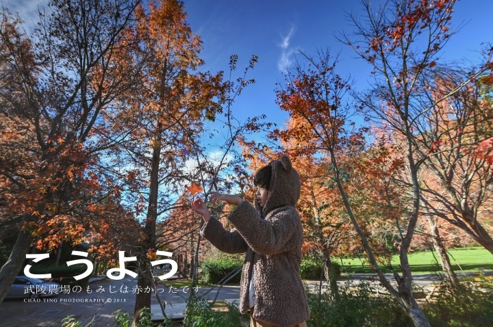 【NIKON Z6】楓之武陵（同場加映Z50/F1.8S日常隨拍）