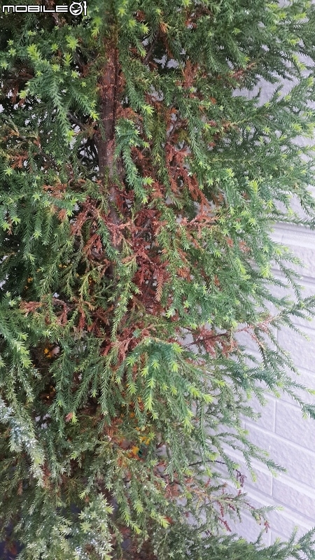 請教香冠柏葉子逐漸枯黃原因?