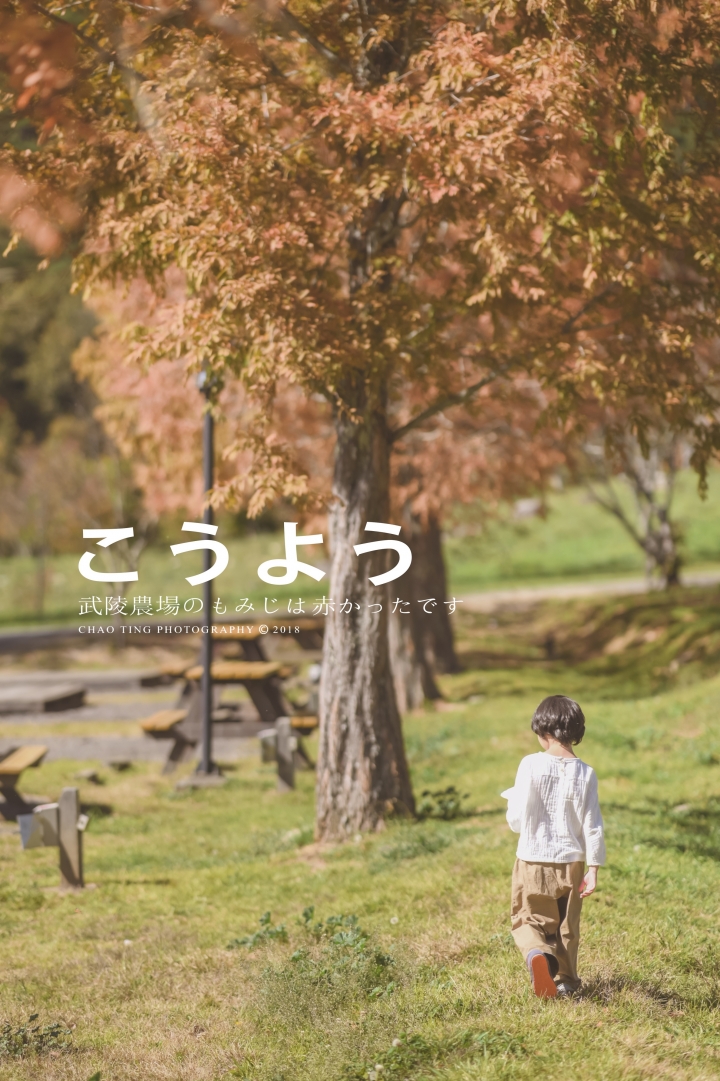 【NIKON Z6】楓之武陵（同場加映Z50/F1.8S日常隨拍）