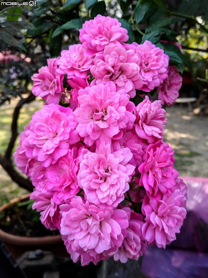 粉撲花+錫葉藤+澤蘭 台南市柳營區太康綠色隧道 12/22