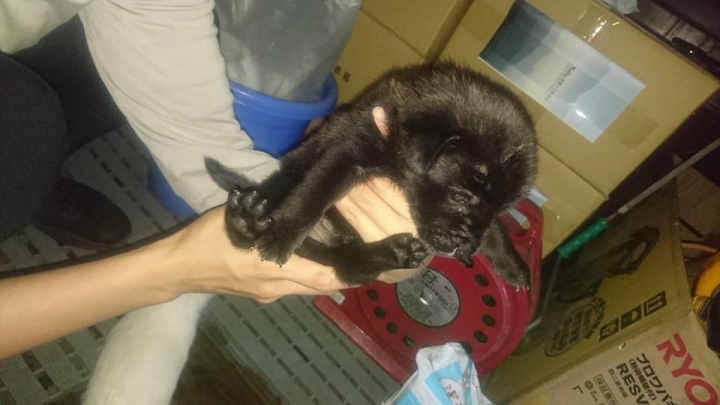 毛小孩求領養