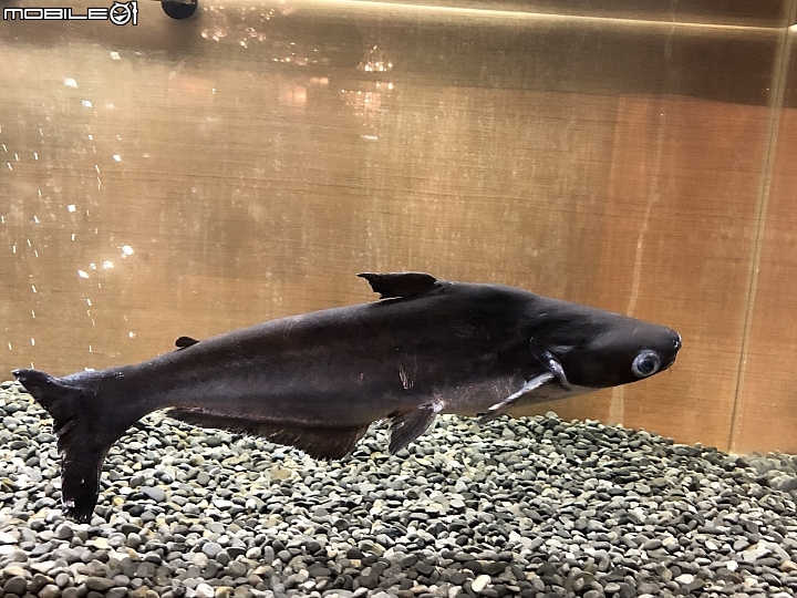 台北 五呎魚缸 贈送