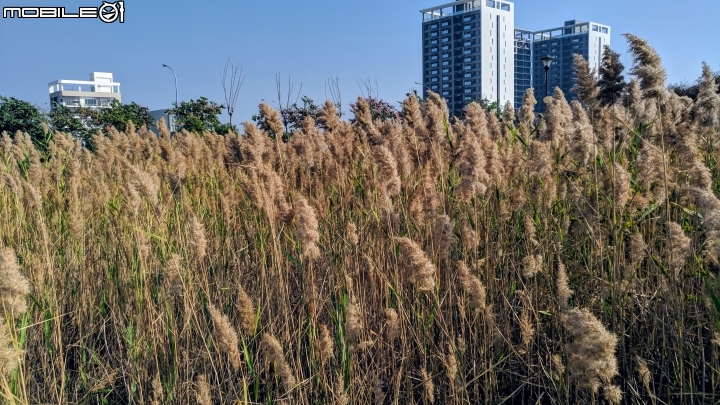 蘆葦 台南市南區萬年五街華友聯歡喜公園 12/02