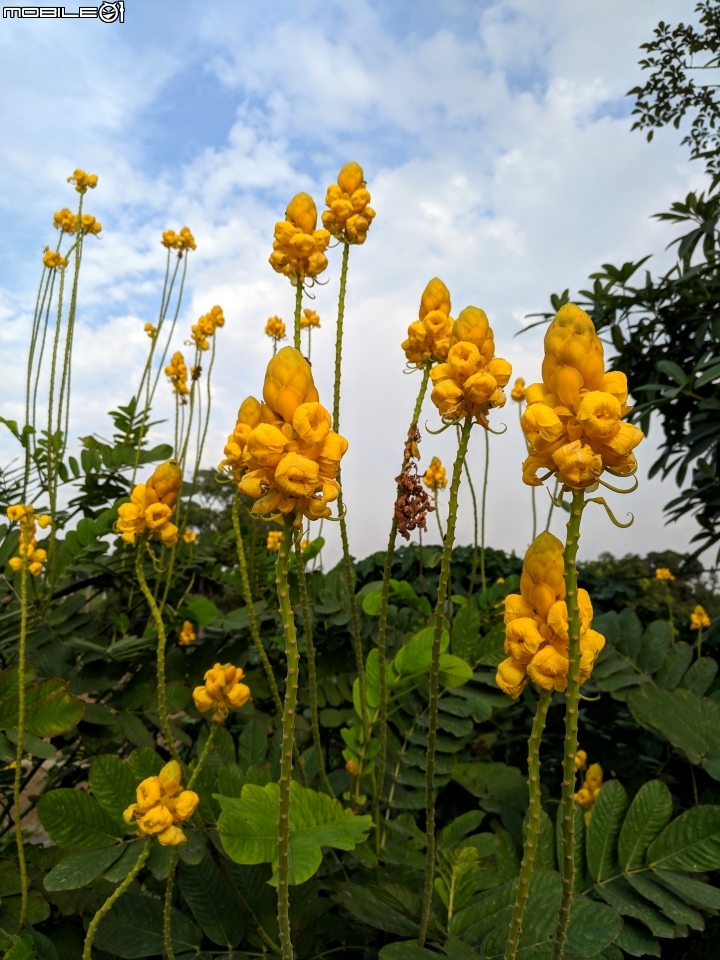 翅果鐵刀木+霸王鞭 台南市新營區延平路 12/08