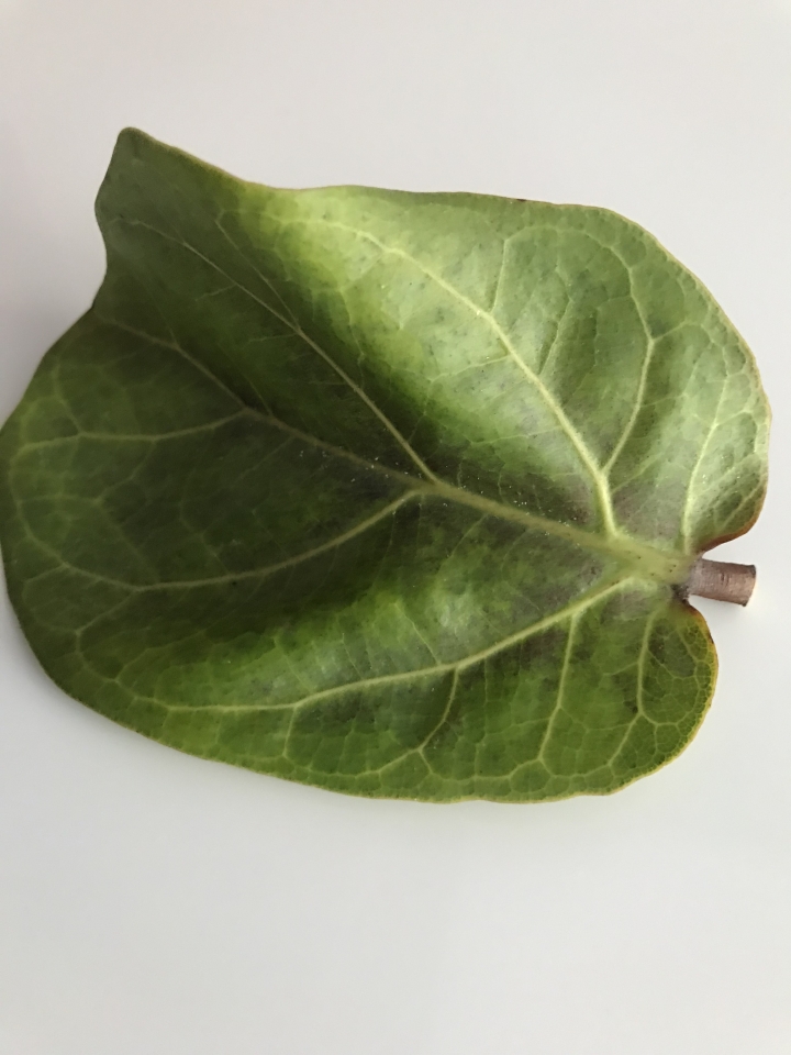 請問這琴葉榕怎麼了