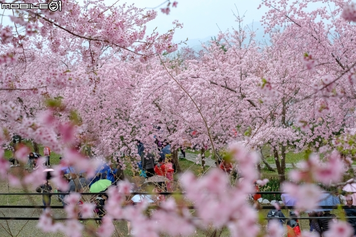 2018 年終回顧 SONY A7R3 [ 少部分富士及NIKON ]圖多