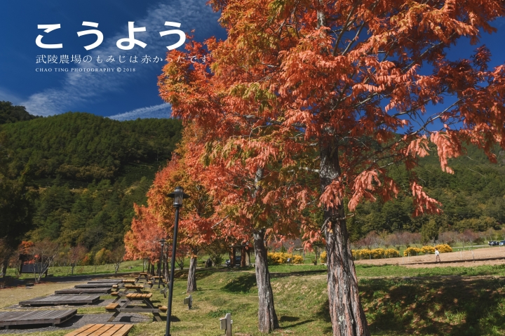 【NIKON Z6】楓之武陵（同場加映Z50/F1.8S日常隨拍）