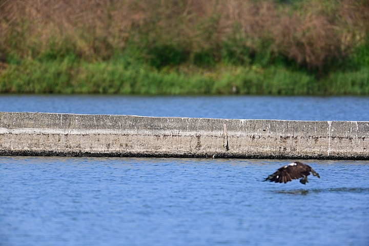 (補充:蒼鷺更霸)大鵬灣魚鷹抓魚受到洋燕及八哥干擾，尤其是八哥，真是白目一族。