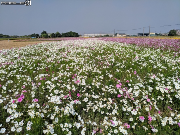 羽狀雞冠花+花海 嘉義市西區市玉山路花海 12/15