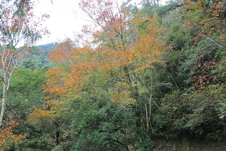 拉拉山神木群步道