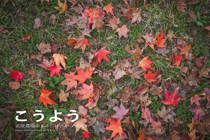 【NIKON Z6】楓之武陵（同場加映Z50/F1.8S日常隨拍）