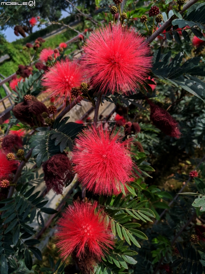 粉撲花+錫葉藤+澤蘭 台南市柳營區太康綠色隧道 12/22