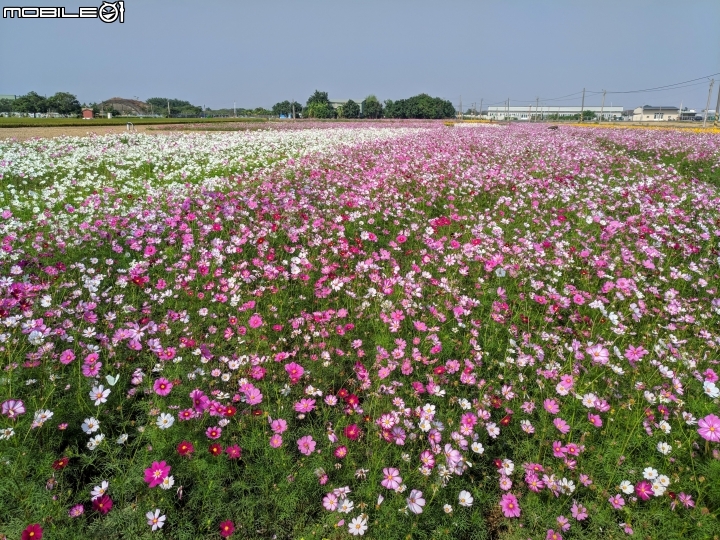 羽狀雞冠花+花海 嘉義市西區市玉山路花海 12/15