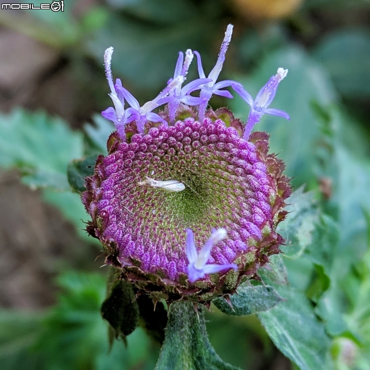 艷紫荊 台南市東區巴克禮紀念公園 12/02