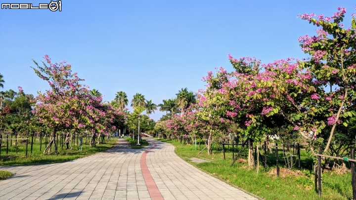 艷紫荊 台南市東區巴克禮紀念公園 12/02