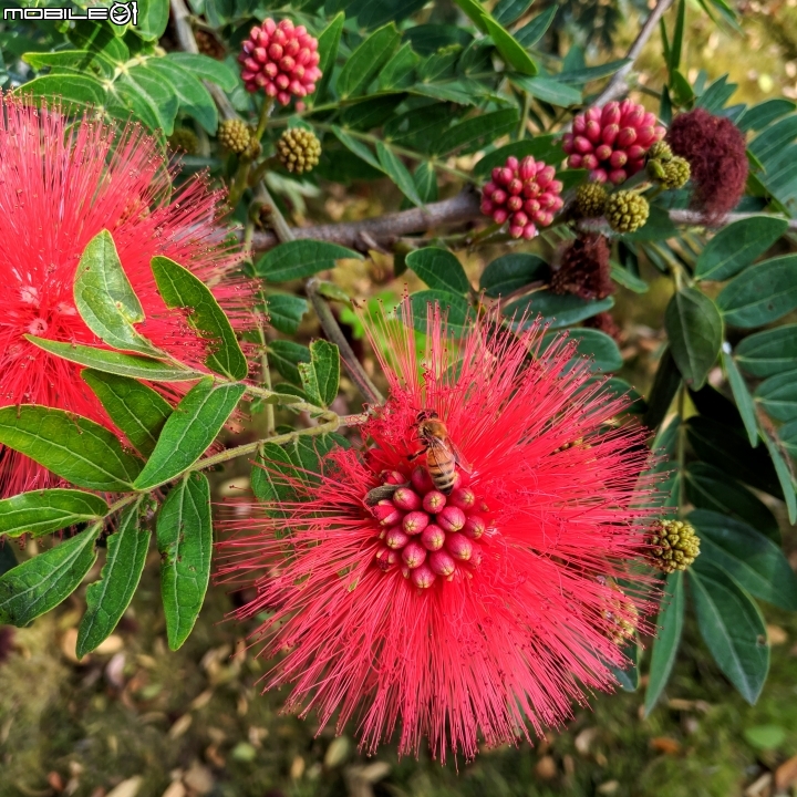 粉撲花+錫葉藤+澤蘭 台南市柳營區太康綠色隧道 12/22