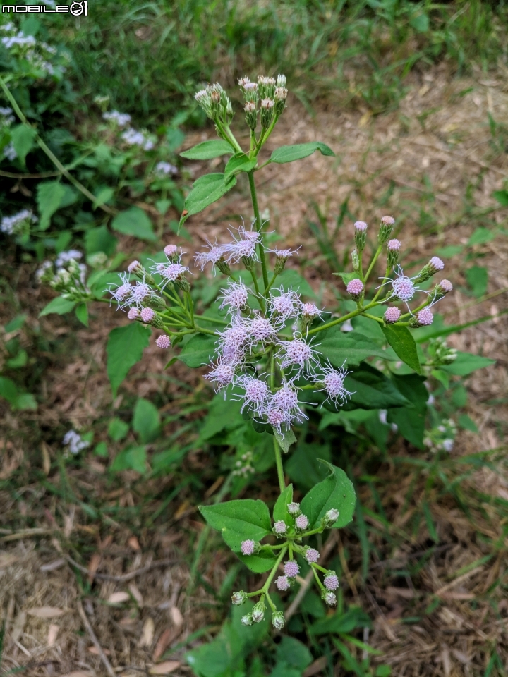 粉撲花+錫葉藤+澤蘭 台南市柳營區太康綠色隧道 12/22