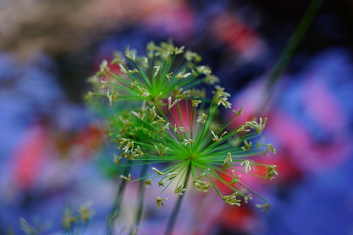 簡易開箱 Tamron 28-75mm f/2.8 (A036)  心得分享
