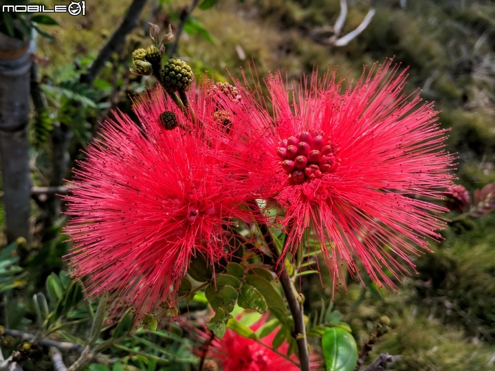 粉撲花+錫葉藤+澤蘭 台南市柳營區太康綠色隧道 12/22