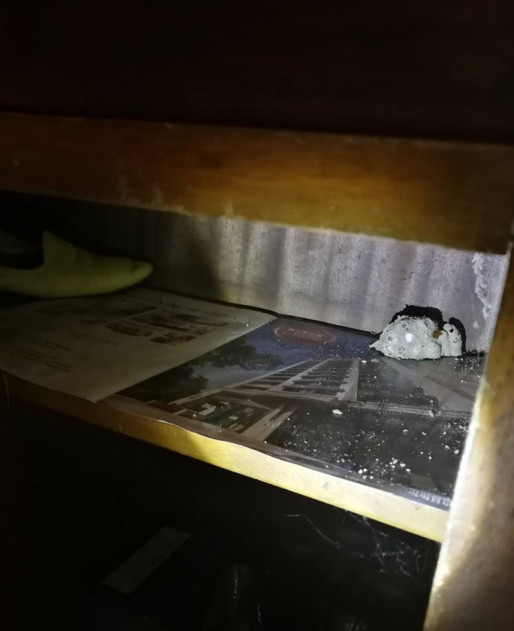 鞋櫃裡突然出現了這個