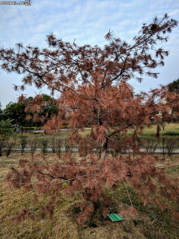 紅色台灣五葉松 嘉義市東區香湖公園獅子林 12/30