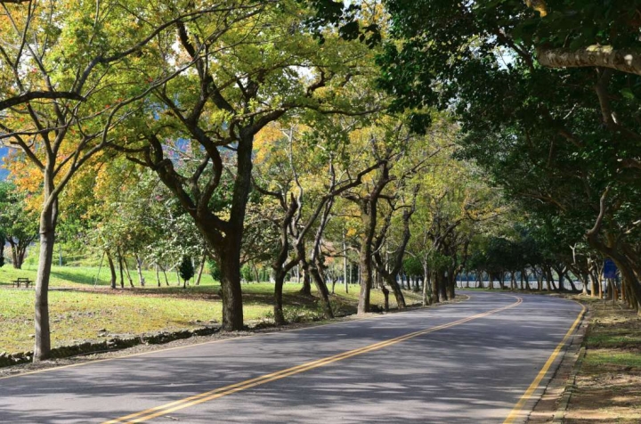 石門楓葉，幾近全部謝光，不用去了！