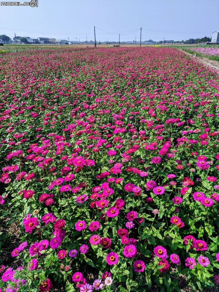 花海 嘉義市西區玉山路頭港里真武宮 12/15