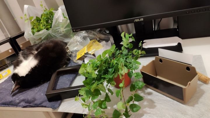 [開箱] DIY 綠牆/植栽牆/生態牆 in 浴室 (壁掛花器: 療癒系 植栽盆 方形)