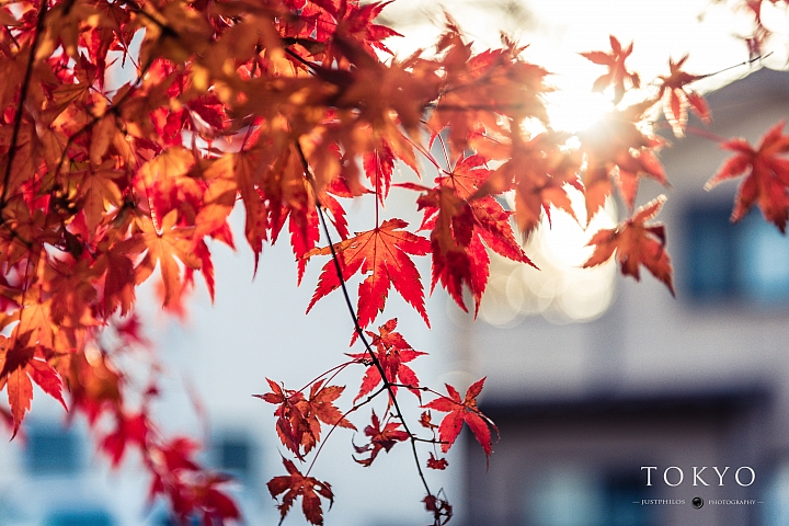 [Nikon D750] 東京七日自由行