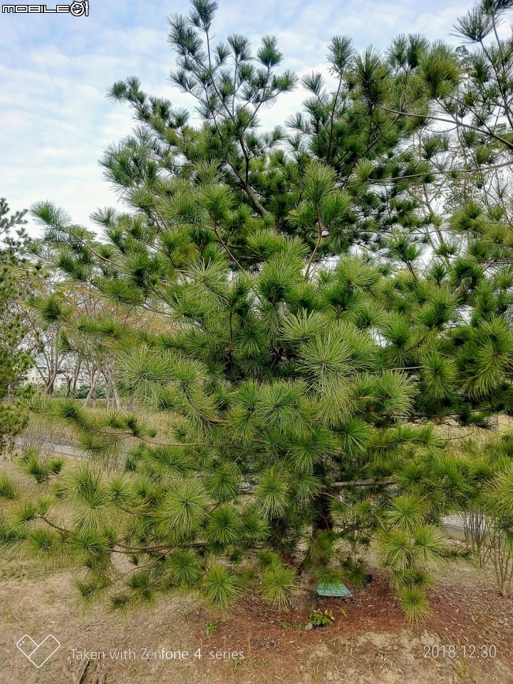 紅色台灣五葉松 嘉義市東區香湖公園獅子林 12/30