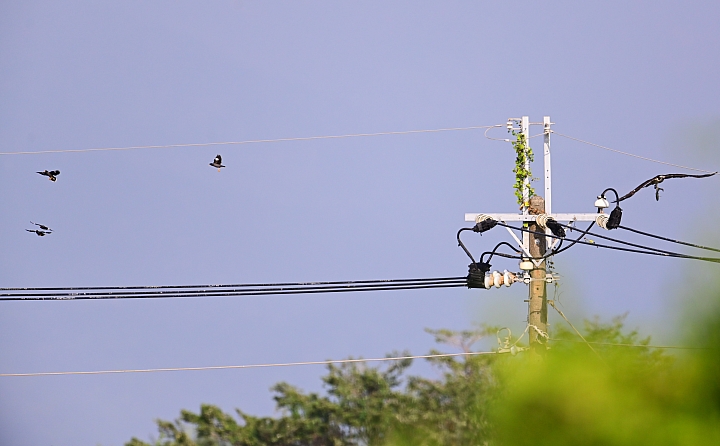 (補充:蒼鷺更霸)大鵬灣魚鷹抓魚受到洋燕及八哥干擾，尤其是八哥，真是白目一族。