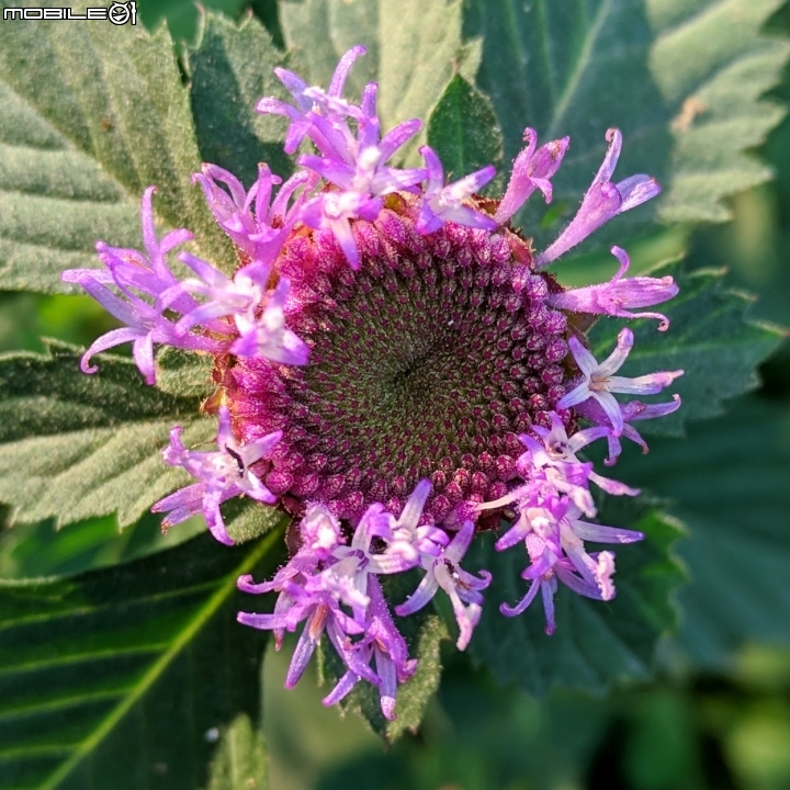 艷紫荊 台南市東區巴克禮紀念公園 12/02