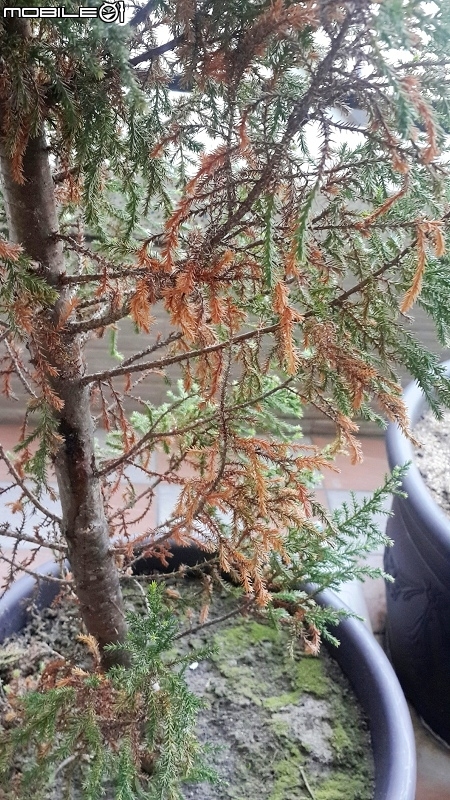 請教香冠柏葉子逐漸枯黃原因?
