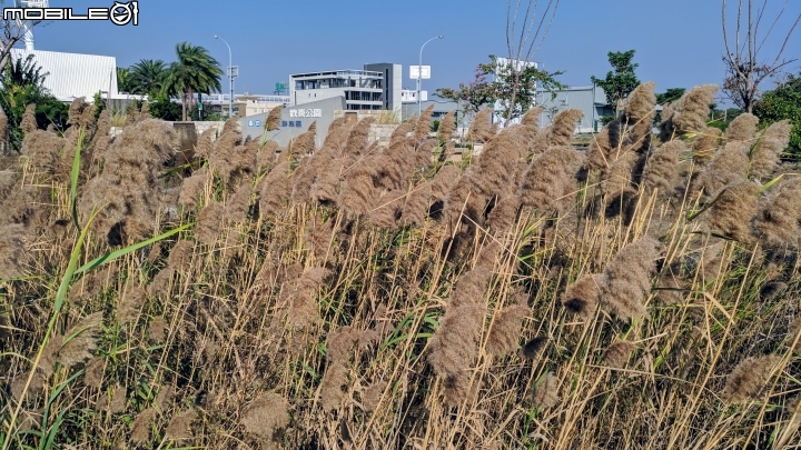 蘆葦 台南市南區萬年五街華友聯歡喜公園 12/02