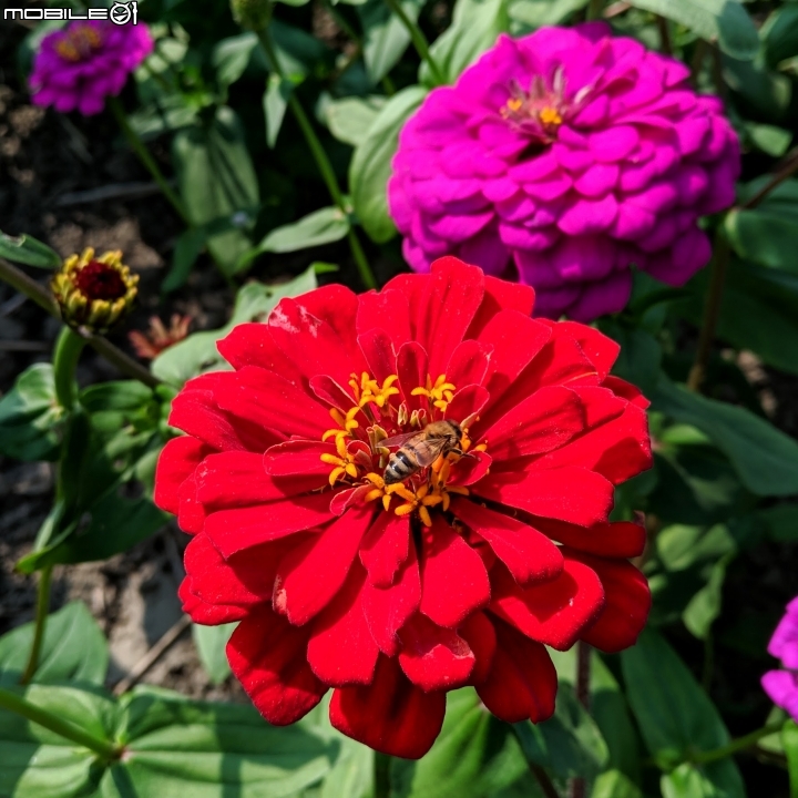 羽狀雞冠花+花海 嘉義市西區市玉山路花海 12/15