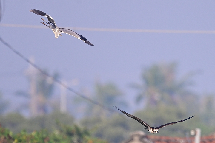 (補充:蒼鷺更霸)大鵬灣魚鷹抓魚受到洋燕及八哥干擾，尤其是八哥，真是白目一族。