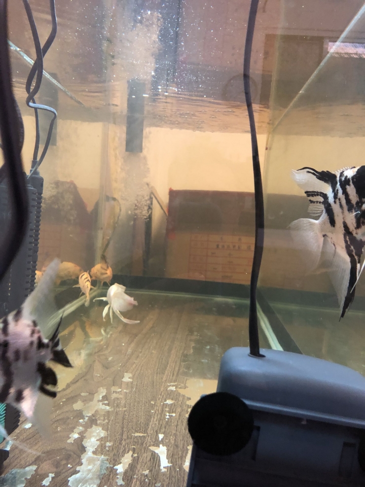 魚缸水的顏色一問
