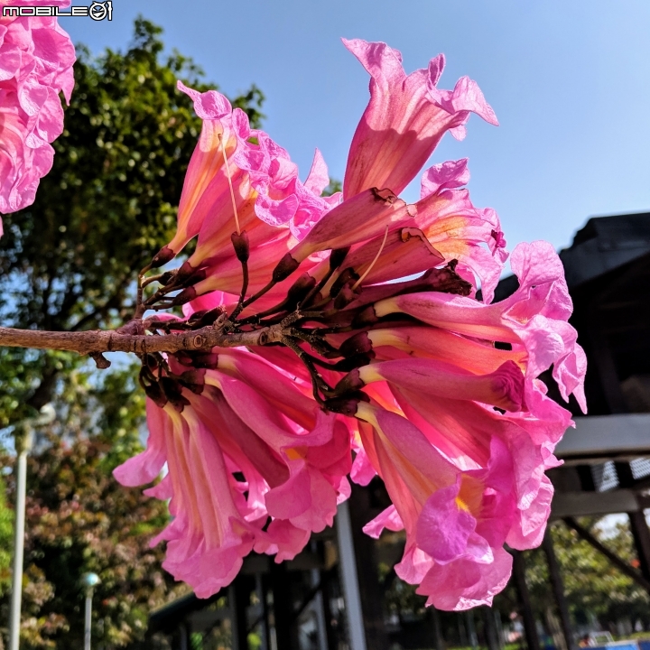 粉紅風鈴木 嘉義市東區文化公園 12/22