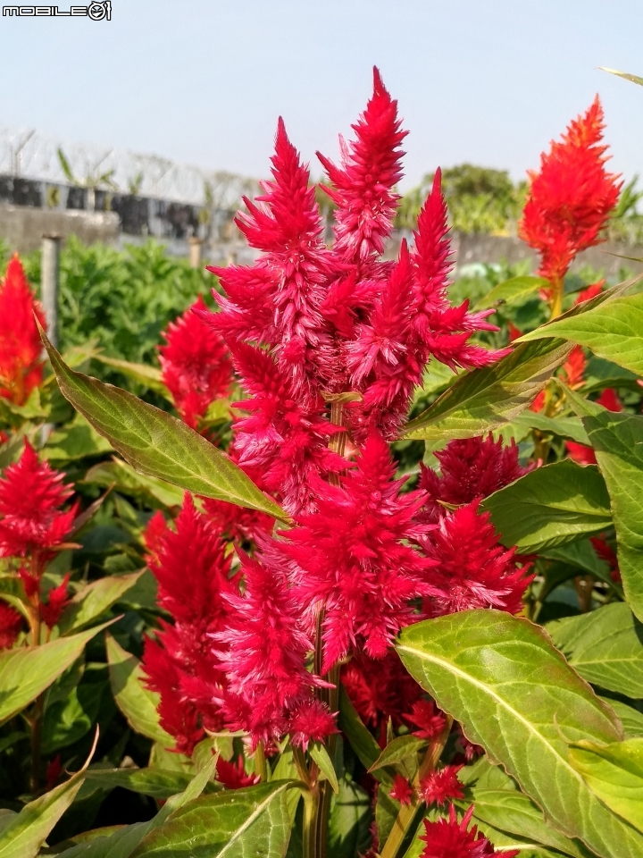 羽狀雞冠花+花海 嘉義市西區市玉山路花海 12/15