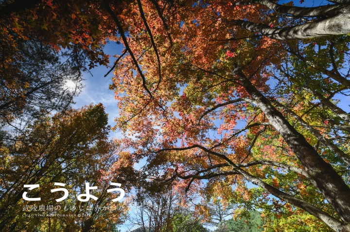 【NIKON Z6】楓之武陵（同場加映Z50/F1.8S日常隨拍）