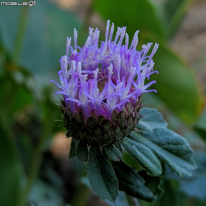 艷紫荊 台南市東區巴克禮紀念公園 12/02