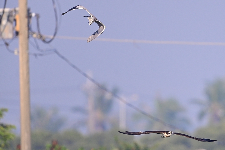 (補充:蒼鷺更霸)大鵬灣魚鷹抓魚受到洋燕及八哥干擾，尤其是八哥，真是白目一族。