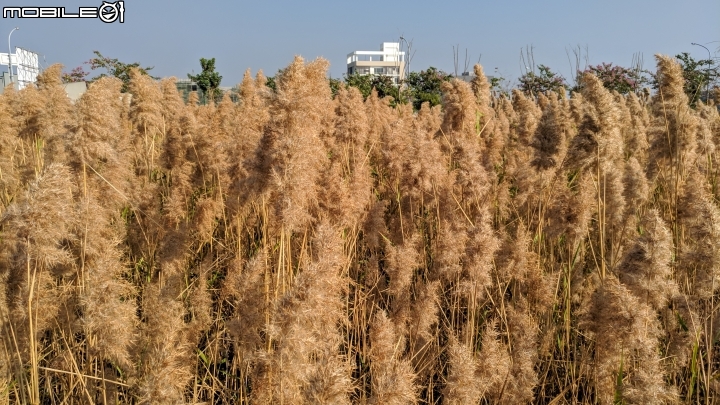 蘆葦 台南市南區萬年五街華友聯歡喜公園 12/02