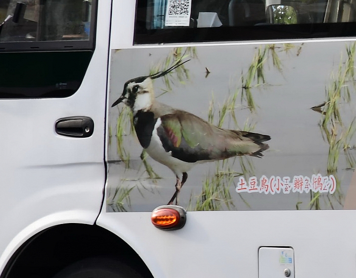 一個是行雲流水，一個是拖泥帶水常突槌，但拍到就是拍到，蜂鷹和小辮鴴。