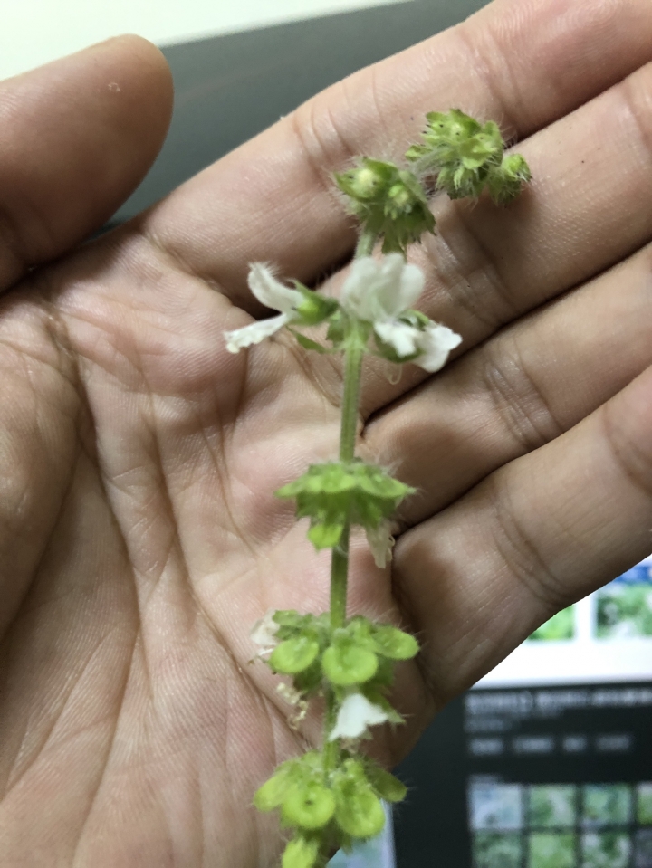 【求解】7-11拉拉熊集點「藍色經典款」附的種子，「九層塔」到底是不是阿！！葉子有檸檬香，但就是長得不向九層塔！