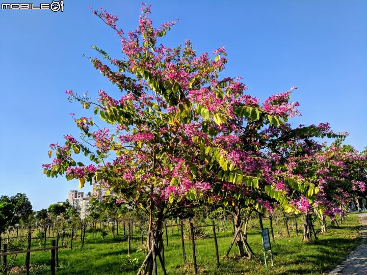 艷紫荊 台南市東區巴克禮紀念公園 12/02