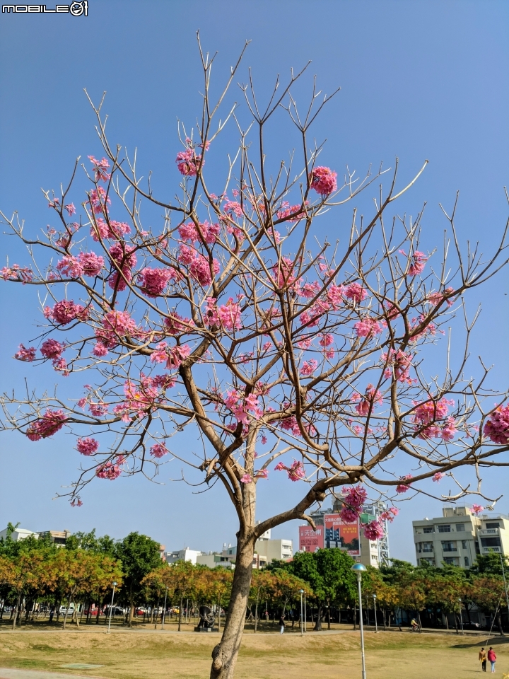 粉紅風鈴木 嘉義市東區文化公園 12/22