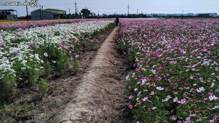 羽狀雞冠花+花海 嘉義市西區市玉山路花海 12/15